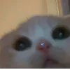 Video sticker 👀 коты @TgEmodziBot