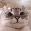 Video sticker 😺 коты @TgEmodziBot