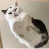 Sticker 🐱 коты @TgEmodziBot