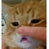 Sticker 🐱 коты @TgEmodziBot