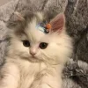 Sticker 🐱 коты @TgEmodziBot