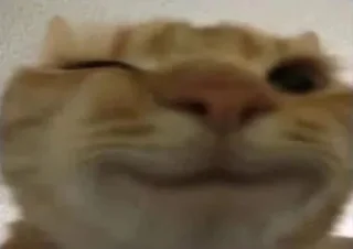 Telegram sticker 😙 дела