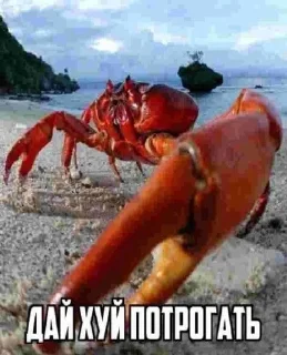 Video sticker 🫥 дела