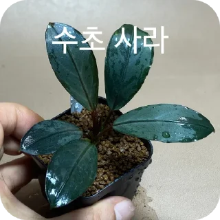 Video sticker 🪴 Rezet티콘