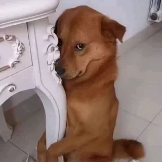 Video sticker 🥺 [လီးကြည့်တာလားမအေလိုးး]