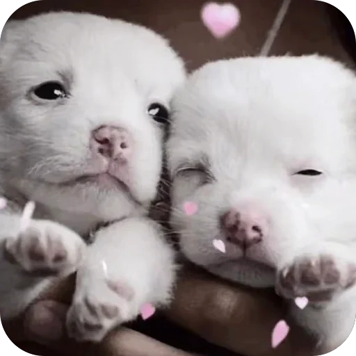 Telegram sticker 🫥 сап котность :: @fStikBot