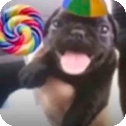 Telegram sticker 🫥 сап котность :: @fStikBot