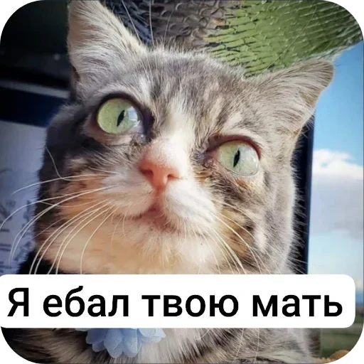 Telegram stiker 🐱 P4RNO ➡️ @Ctikerubot