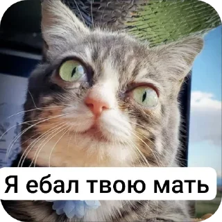 Video sticker 🐱 P4RNO ➡️ @Ctikerubot
