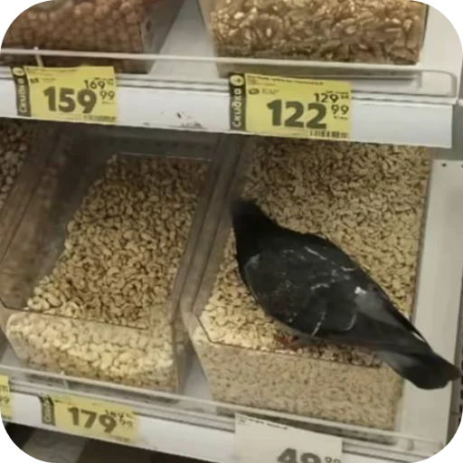 Telegram sticker 🐦 Walkith