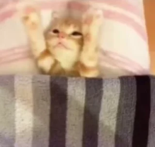 Video sticker 😴 дверь :: @fStikBot