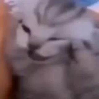 Video sticker 😖 дверь :: @fStikBot