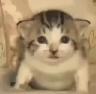 Video sticker 😥 Video Favorite stickers :: @fStikBot