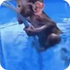 Video sticker 🐒 лохинка ж�...