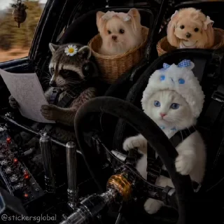 Video sticker 🚗 Cutie Cats @stickersglobal