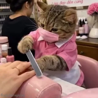 Video sticker 💅 Cutie Cats @stickersglobal