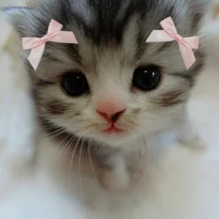 Telegram sticker 🥹 ꒰ коти | ➩ by: @wexsavi 👀