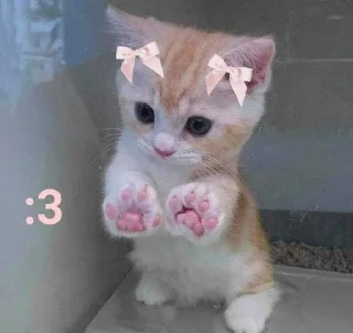 Telegram sticker 🐾 ꒰ коти | ➩ by: @wexsavi 👀