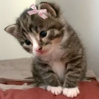 Telegram sticker 🫠 ꒰ коти | ➩ by: @wexsavi 👀