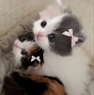 Telegram sticker 💖 ꒰ коти | ➩ by: @wexsavi 👀