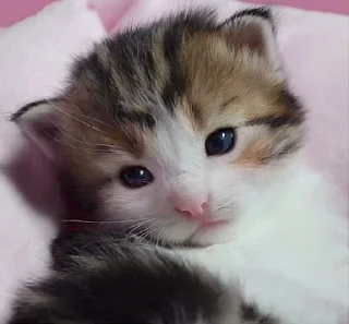 Video sticker 😐 ꒰ коти | ➩ by: @wexsavi 👀