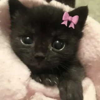 Telegram sticker 🥺 ꒰ коти | ➩ by: @wexsavi 👀