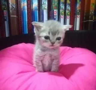 Video sticker 😔 ꒰ коти | ➩ by: @wexsavi 👀