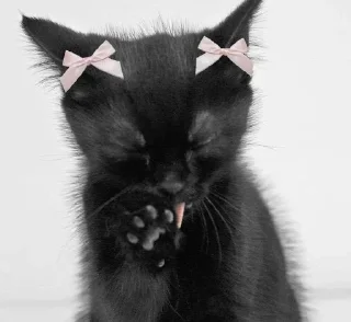 Telegram sticker 💖 ꒰ коти | ➩ by: @wexsavi 👀