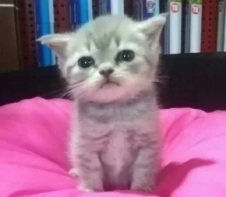 Sticker 😐 ꒰ коти | ➩ by: @wexsavi 👀