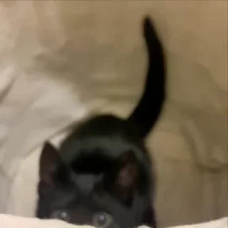 Video sticker 🌟 Meow :: @fStikBot