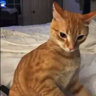 Video sticker 🌟 Meow :: @fStikBot