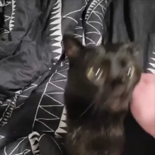 Video sticker 🌟 Meow :: @fStikBot