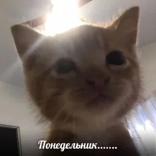 Telegram stiker 😵 Создано в @sozdsti_bot