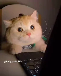 Video sticker 🐱 MEOW @billimeowmeow