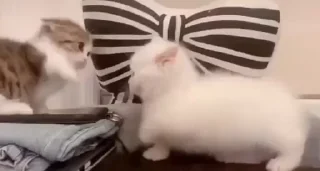 Video sticker 🐱 MEOW @billimeowmeow