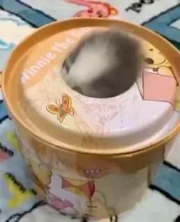 Video sticker 🐱 MEOW @billimeowmeow