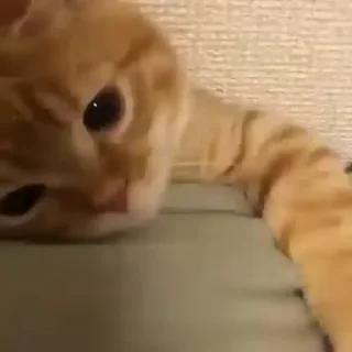 Video sticker ❤ 𝑎𝑛𝑔𝑟𝑦 𝑘𝑖𝑡𝑡𝑒𝑛 𝑖𝑠𝑎🐈🍓 @rojifne