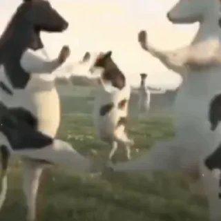 Video sticker ➖ 𝑎𝑛𝑔𝑟𝑦 𝑘𝑖𝑡𝑡𝑒𝑛 𝑖𝑠𝑎🐈🍓 @rojifne