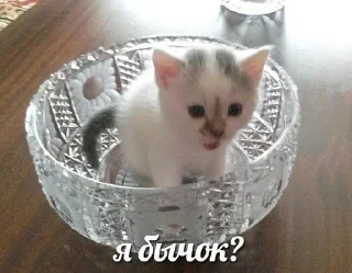 Video sticker 😵‍💫 xd.xd :: @fStikBot