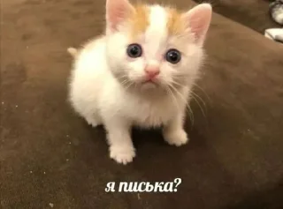 Sticker 🫢 xd.xd :: @fStikBot