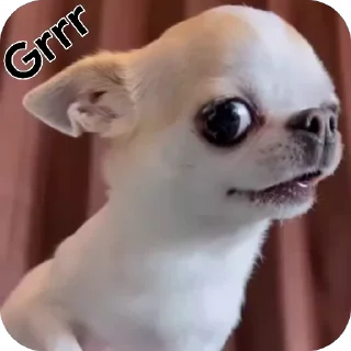 Video sticker 🤬 I like this :: @fStikBot