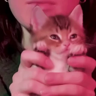 Video sticker 🤗 Nek0xpʘ⁠‿⁠ʘ