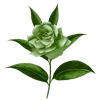 Sticker 🍀 برامــج مركز آيــات
