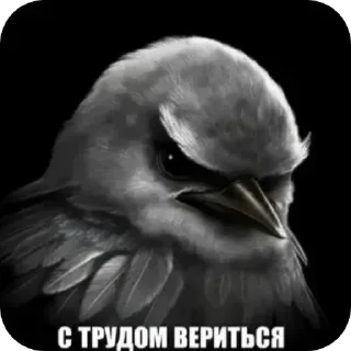 Telegram sticker 🐦 котакбас