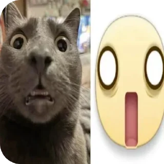 Video sticker 🐱 Больше стиков тут: @stikery4