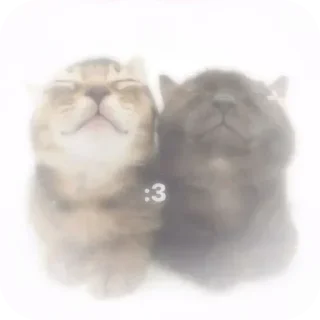 Telegram sticker 🐱 Больше стиков тут: @stikery4