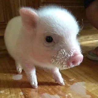 Telegram sticker 🐷 @smeshniehryaki