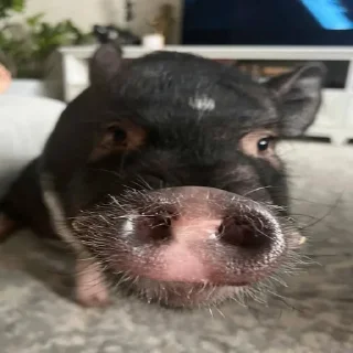 Video sticker 🐷 @smeshniehryaki