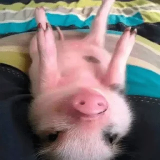 Telegram sticker 🐷 @smeshniehryaki
