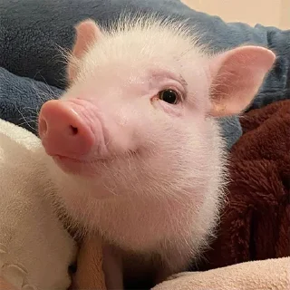 Telegram sticker 🐷 @smeshniehryaki